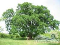 Suvorov oak